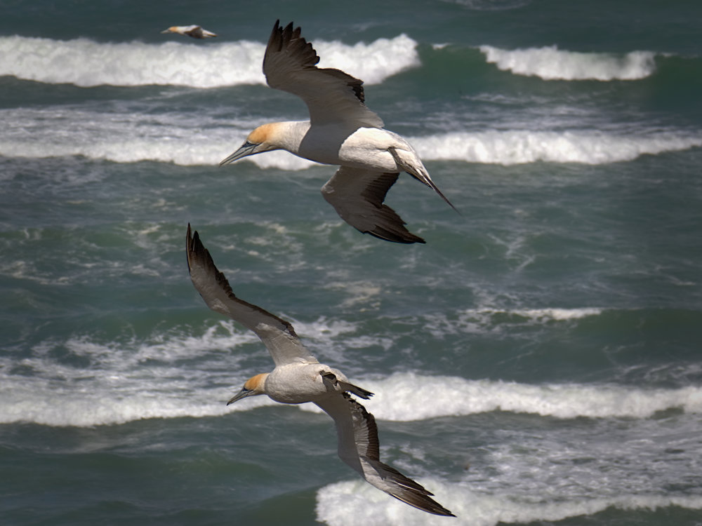 Three gannets in formation